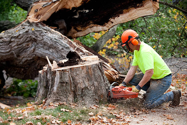 Best Lot and Land Clearing  in Berlin, NJ