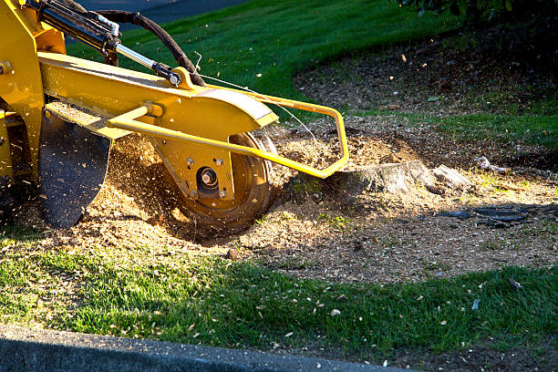 Reliable Berlin, NJ  Tree Services Solutions